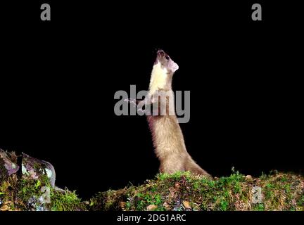 Pine Marten sautant la tête vers la caméra Banque D'Images