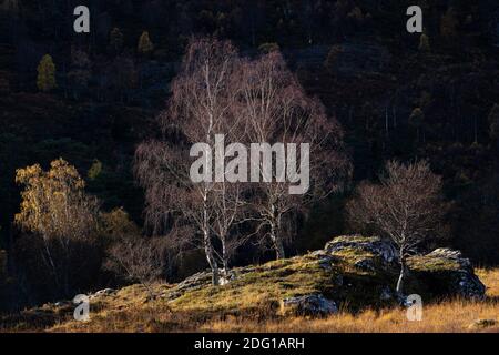 Les bouleaux illuminés par le soleil se dresse au-dessus de la colline. Glen Cannich, Highland, Écosse Banque D'Images