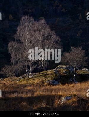 Les bouleaux illuminés par le soleil se dresse au-dessus de la colline. Glen Cannich, Highland, Écosse Banque D'Images