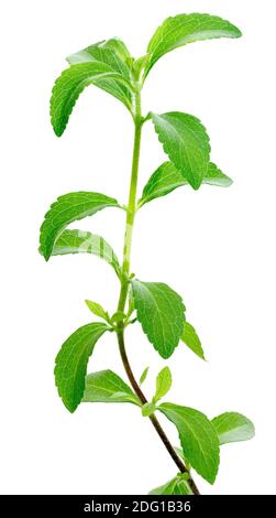 Découpe de l'usine de Stevia Banque D'Images