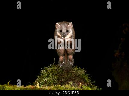 Pine Marten sautant la tête vers la caméra Banque D'Images