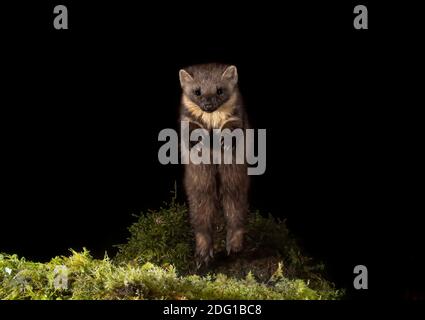 Pine Marten sautant la tête vers la caméra Banque D'Images