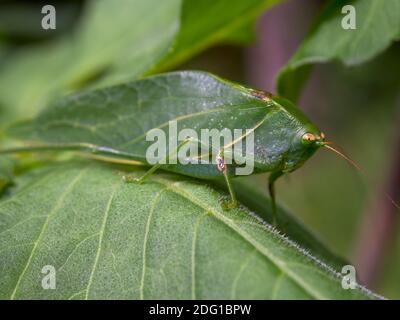 Photographie macro d'un catydide vert debout sur une grande feuille verte. Capturé dans un jardin près de la ville coloniale de Villa de Leyva, dans le centre d'Andea Banque D'Images