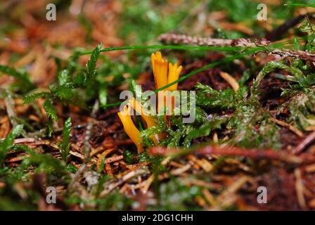 Magnifique corail de champignons orange frais de la forêt en été Banque D'Images