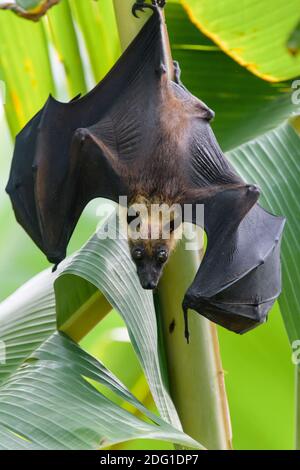 Flughund, Pteropus medius, renard volant Banque D'Images