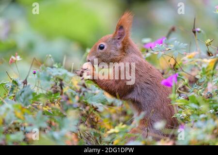 Eurasisches Eichhoernchen, Sciurus vulgaris, écureuil rouge eurasien Banque D'Images