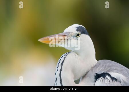 Graureiher, Ardea cinerea, héron cendré Banque D'Images