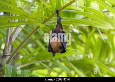 Flughund, Pteropus medius, renard volant Banque D'Images