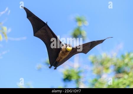 Flughund, Pteropus medius, renard volant Banque D'Images