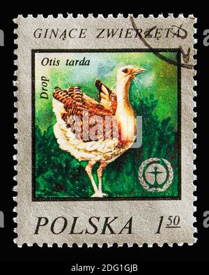 MOSCOU, RUSSIE - 18 AOÛT 2018 : un timbre imprimé en Pologne montre le Grand Bustard (Otis tarda), série de protection de la faune sauvage, vers 1977 Banque D'Images