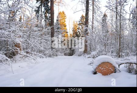 Paysage d'hiver de Fosty dans la forêt enneigée, en arrière-plan d'hiver Banque D'Images