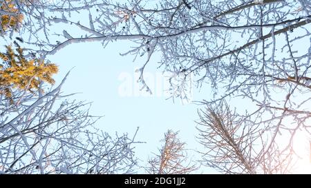 Paysage d'hiver de Fosty dans la forêt enneigée, en arrière-plan d'hiver Banque D'Images