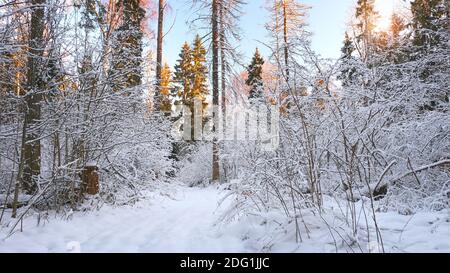 Paysage d'hiver de Fosty dans la forêt enneigée, en arrière-plan d'hiver Banque D'Images