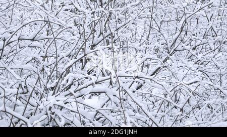 Paysage d'hiver de Fosty dans la forêt enneigée, en arrière-plan d'hiver Banque D'Images