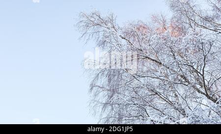 Paysage d'hiver de Fosty dans la forêt enneigée, en arrière-plan d'hiver Banque D'Images