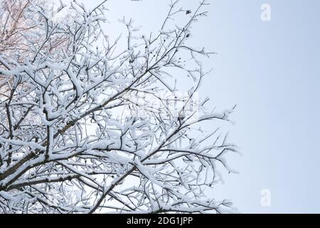 Paysage d'hiver de Fosty dans la forêt enneigée, en arrière-plan d'hiver Banque D'Images