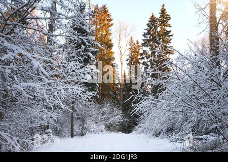 Paysage d'hiver de Fosty dans la forêt enneigée, en arrière-plan d'hiver Banque D'Images