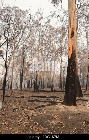 Dégâts causés par un feu de brousse dans l'est du Gippsland, Victoria, Australie Banque D'Images