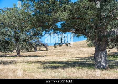 Santa Ysabel Open Space Preserve West. Ramona, Californie, États-Unis. Photographié au mois de novembre. Banque D'Images