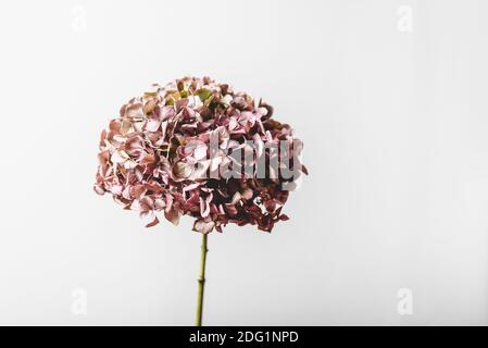 Un cliché sélectif de fleurs séchées hortensia isolé sur arrière-plan blanc Banque D'Images