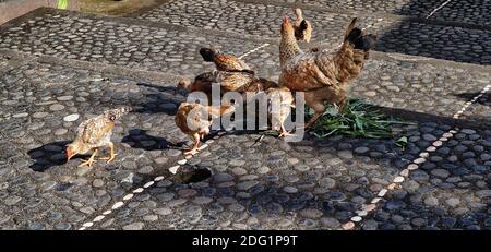 Poulets mangeant de la nourriture qui leur sont laissés dans la rue, village modèle de Penglipuran, Bali, Indonésie Banque D'Images