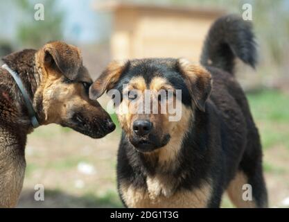 Deux chiens sauvages dans un abri communiquant Banque D'Images