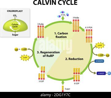 Photosynthèse. cycle de calvin dans le chloroplaste. Le cycle de Calvin produit du sucre à partir de dioxyde de carbone. Ce schéma présente des représentations simplifiées Illustration de Vecteur