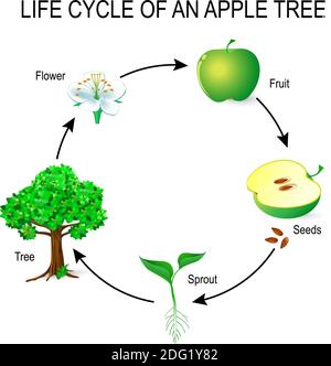 cycle de vie d'un pommier. fleur, graines, fruit, germe, graine et arbre. L'exemple le plus commun de la germination d'une graine et du cycle de vie de l'arbre. Illustration de Vecteur