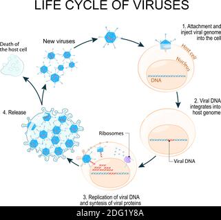 Virus cycle de vie par exemple Adenovirus (le plus souvent cause des maladies respiratoires). Schéma. Illustration de Vecteur