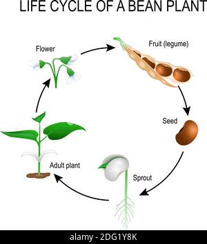 cycle de vie d'une plante de haricot. Stades de croissance de la graine de haricot. L'exemple le plus commun de cycle de vie d'une graine à une plante adulte. Développement de l'usine Illustration de Vecteur