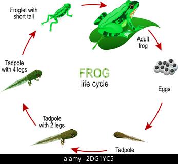 Cycle de vie de la grenouille des œufs et des têtards à Froglet avec queue courte et amphibie adulte. Schéma vectoriel pour l'éducation, la science et l'utilisation biologique Illustration de Vecteur