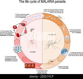 Le cycle de vie du parasite DU PALUDISME. Schéma vectoriel pour l'éducation, la science et l'utilisation biologique Illustration de Vecteur