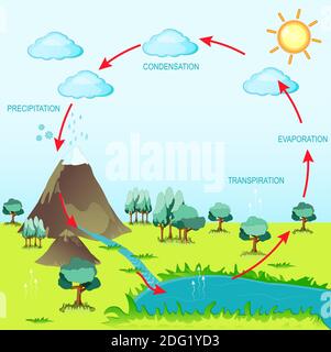 cycle de l'eau dans l'environnement naturel. Le soleil, qui entraîne le cycle de l'eau, chauffe l'eau dans les océans et les mers. L'eau s'évapore sous forme de vapeur d'eau dans l'air Illustration de Vecteur