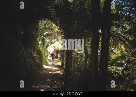 Femme marchant dans la forêt sur le Abel Tasman Coast Track Banque D'Images