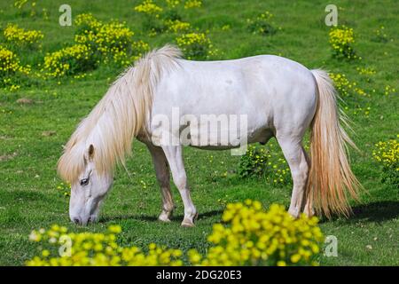 Cheval blanc islandais (Equus ferus cabaallus / Equus Scandinavicus) dans un pré en été, Islande Banque D'Images