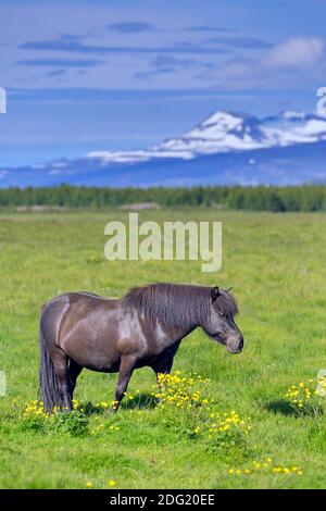 Cheval islandais brun (Equus ferus caballus / Equus Scandinavicus) dans un pré en été, Islande Banque D'Images