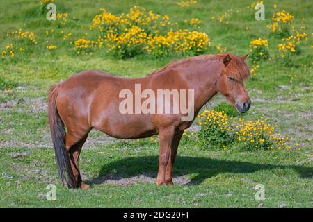 Cheval islandais brun (Equus ferus caballus / Equus Scandinavicus) dans un pré en été, Islande Banque D'Images