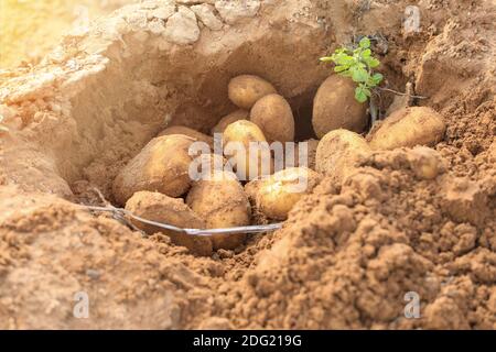 Sur une ferme, on a préparé des pommes de terre biologiques mûres, fraîchement moulées. Banque D'Images