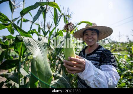 Agriculture à petite échelle en Chine rurale - agriculture biologique de subsistance. Une agricultrice arrose ses produits et offre au photographe du maïs. Banque D'Images