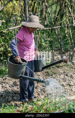 Agriculture à petite échelle en Chine rurale - agriculture biologique de subsistance. Une agricultrice arrose ses produits et offre au photographe du maïs. Banque D'Images