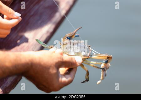 Main de l'homme tenant un crabe bleu capturé Banque D'Images