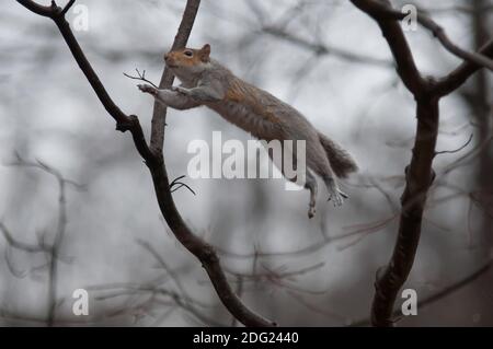 Jumping squirrel Banque D'Images