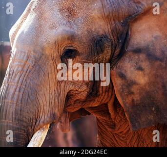 Gros plan d'un éléphant Banque D'Images