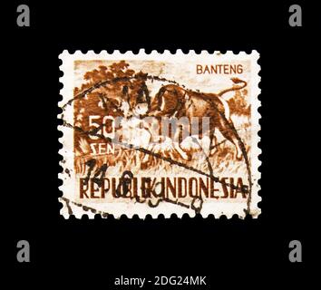 MOSCOU, RUSSIE - 18 AOÛT 2018 : un timbre imprimé en Indonésie montre Banteng (Bos banteng), faune série, vers 1956 Banque D'Images
