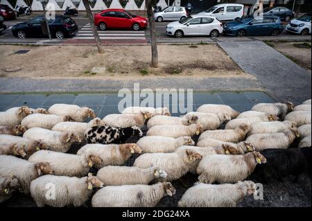 Madrid, Espagne. 07ème décembre 2020. Moutons traversant les rues de Madrid. Un troupeau de 250 moutons est arrivé à Madrid depuis les montagnes pour passer l'hiver à Casa de Campo dans le cadre de la transhumance annuelle. Cette année, il n'a pas été possible de célébrer la traditionnelle célébration de la transhumance avec des milliers de moutons traversant le centre-ville en raison de la pandémie du coronavirus (COVID-19). Credit: Marcos del Mazo/Alay Live News Banque D'Images