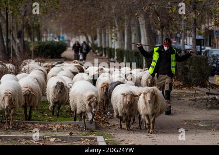 Madrid, Espagne. 07ème décembre 2020. Un berger portant un masque facial, conduisant ses moutons dans les rues. Un troupeau de 250 moutons est arrivé à Madrid depuis les montagnes pour passer l'hiver à Casa de Campo dans le cadre de la transhumance annuelle. Cette année, il n'a pas été possible de célébrer la traditionnelle célébration de la transhumance avec des milliers de moutons traversant le centre-ville en raison de la pandémie du coronavirus (COVID-19). Credit: Marcos del Mazo/Alay Live News Banque D'Images