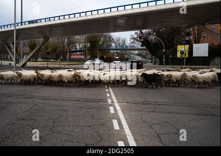 Madrid, Espagne. 07ème décembre 2020. Moutons traversant les rues de Madrid. Un troupeau de 250 moutons est arrivé à Madrid depuis les montagnes pour passer l'hiver à Casa de Campo dans le cadre de la transhumance annuelle. Cette année, il n'a pas été possible de célébrer la traditionnelle célébration de la transhumance avec des milliers de moutons traversant le centre-ville en raison de la pandémie du coronavirus (COVID-19). Credit: Marcos del Mazo/Alay Live News Banque D'Images