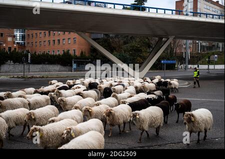 Madrid, Espagne. 07ème décembre 2020. Moutons traversant les rues de Madrid. Un troupeau de 250 moutons est arrivé à Madrid depuis les montagnes pour passer l'hiver à Casa de Campo dans le cadre de la transhumance annuelle. Cette année, il n'a pas été possible de célébrer la traditionnelle célébration de la transhumance avec des milliers de moutons traversant le centre-ville en raison de la pandémie du coronavirus (COVID-19). Credit: Marcos del Mazo/Alay Live News Banque D'Images