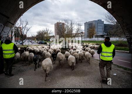 Madrid, Espagne. 07ème décembre 2020. Un berger qui mène ses moutons dans les rues. Un troupeau de 250 moutons est arrivé à Madrid depuis les montagnes pour passer l'hiver à Casa de Campo dans le cadre de la transhumance annuelle. Cette année, il n'a pas été possible de célébrer la traditionnelle célébration de la transhumance avec des milliers de moutons traversant le centre-ville en raison de la pandémie du coronavirus (COVID-19). Credit: Marcos del Mazo/Alay Live News Banque D'Images