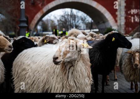 Madrid, Espagne. 07ème décembre 2020. Moutons traversant les rues de Madrid. Un troupeau de 250 moutons est arrivé à Madrid depuis les montagnes pour passer l'hiver à Casa de Campo dans le cadre de la transhumance annuelle. Cette année, il n'a pas été possible de célébrer la traditionnelle célébration de la transhumance avec des milliers de moutons traversant le centre-ville en raison de la pandémie du coronavirus (COVID-19). Credit: Marcos del Mazo/Alay Live News Banque D'Images